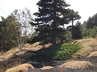 rrente Quarantore-20110911 122